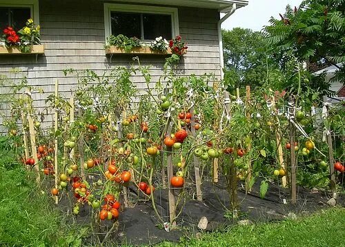 Помидоры на грядке фото Tomatoes! Tomato garden, Vegetable garden for beginners, Vegetable garden