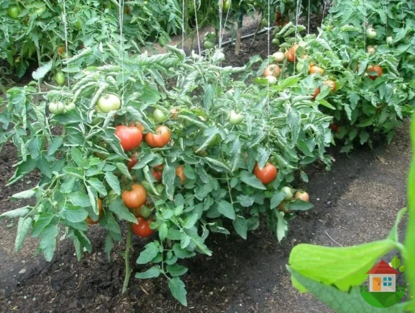 Помидоры на грядке фото The best varieties of early tomatoes for growing in open ground. Catch a cool se