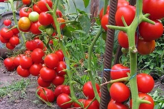 Помидоры на огороде фото Веб Повар!: Помощники садовода из аптеки. Tomato seeds, Tomato, Garden