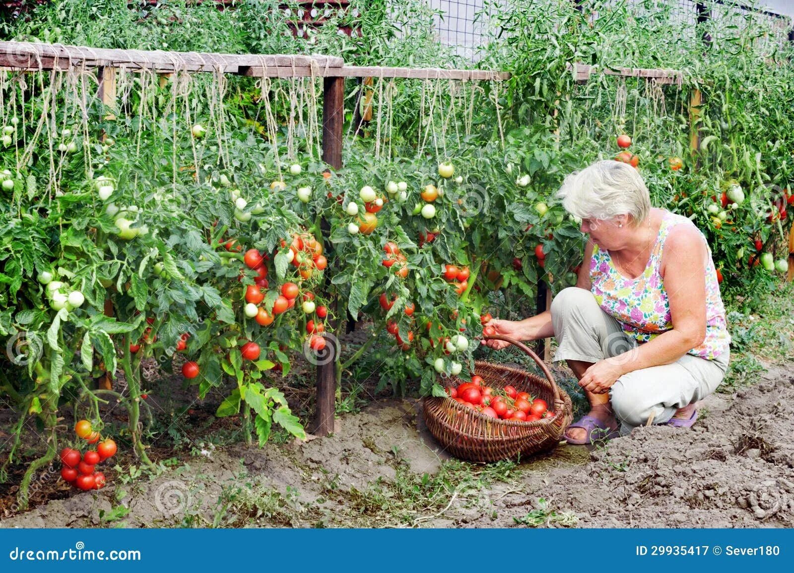 Помидоры на огороде фото Mistress of a Kitchen Garden Received Harvest Stock Image - Image of ripe, horti