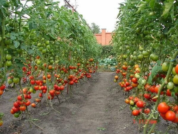 Помидоры на огороде фото Все для дачи.: ВЫРАЩИВАНИЕ ПОМИДОР В ОТКРЫТОМ ГРУНТЕ Удобрение для сада, Выращив