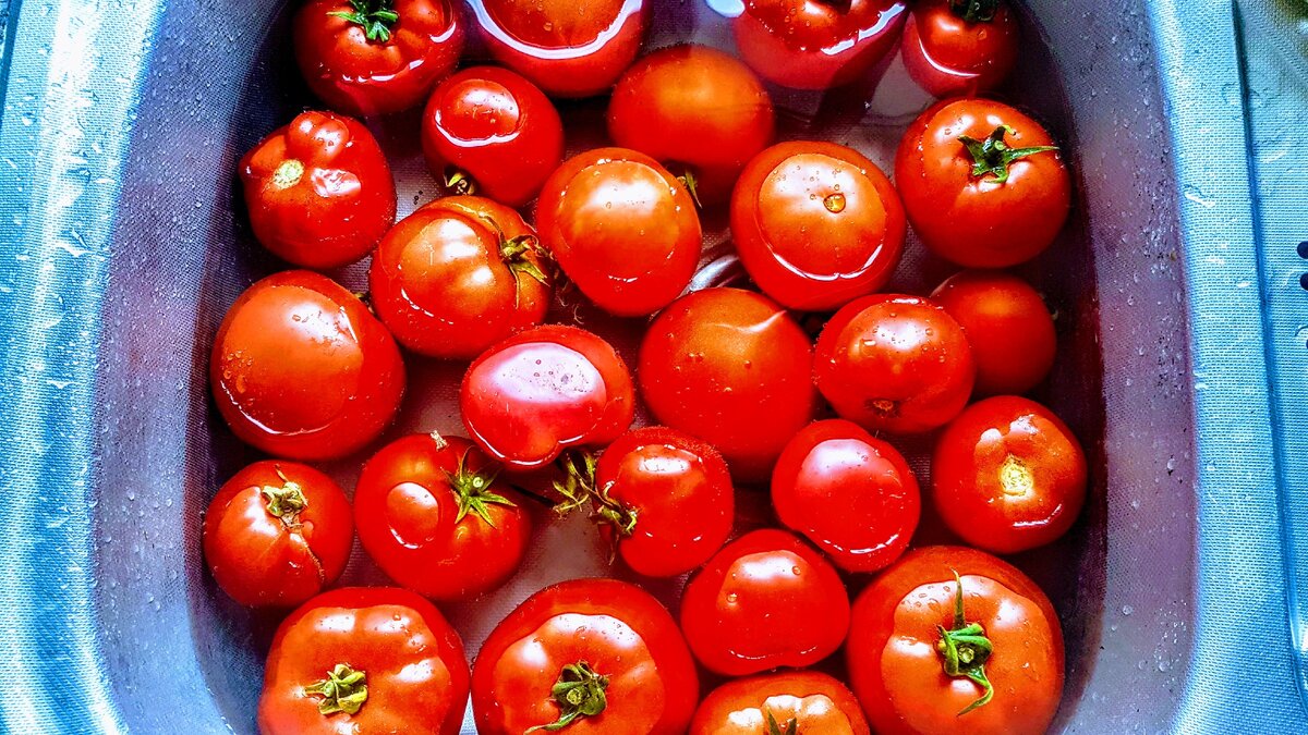 The trouble with tomatoes - CUInsight