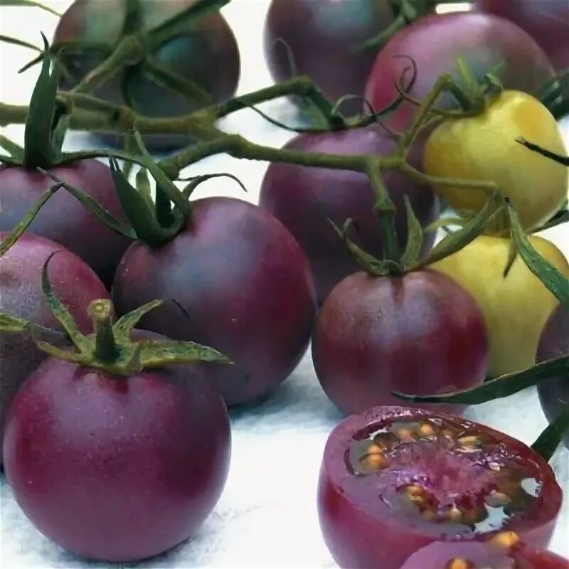 Помидоры необычные сорта фото Tomato 'Chocolate Cherry' Cherry Tomato Cherry tomato plant, Edible garden, Heir