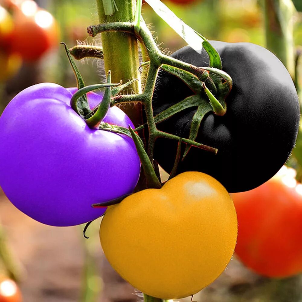 Помидоры необычные сорта фото Egrow 100Pcs Rainbow Tomato Seeds Colorful Bonsai Organic Vegetables a - shopsma