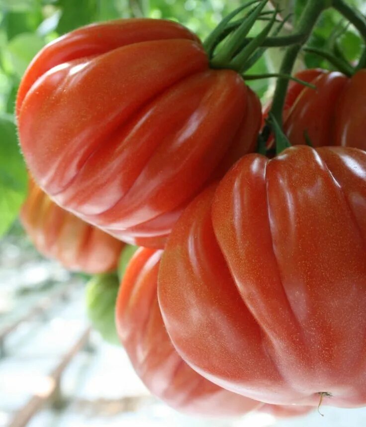 Помидоры необычные сорта фото Aurea F1 Heirloom type Tomato Growing organic tomatoes, Tomato seeds, Organic to