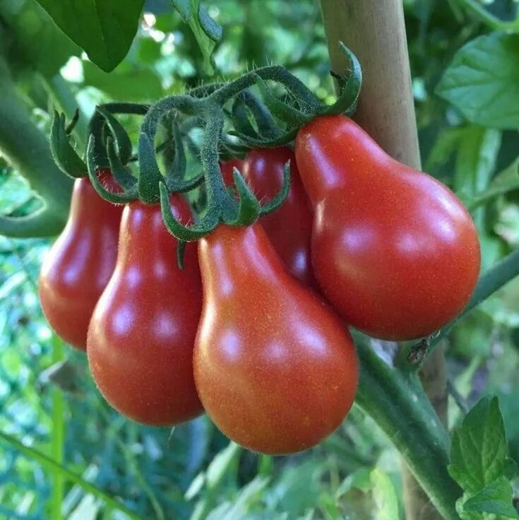 Помидоры необычные сорта фото Tomato 'Red Pear' - (Solanum lycopersicum) - 0.2 g - protective resealable packa