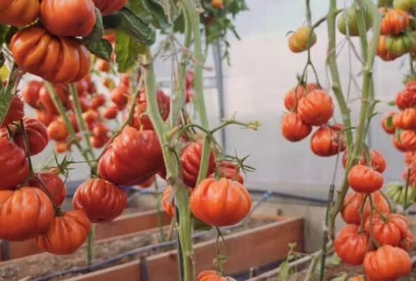 Помидоры нина фото Томат Нина: отзывы, описание сорта, фото, характеристика.