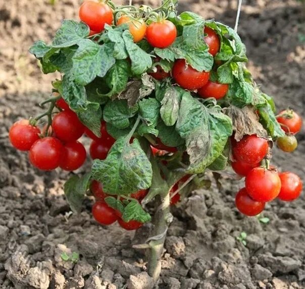 Помидоры низкорослые сорта фото Watering is the head of everything: how to increase the yield of tomatoes and im