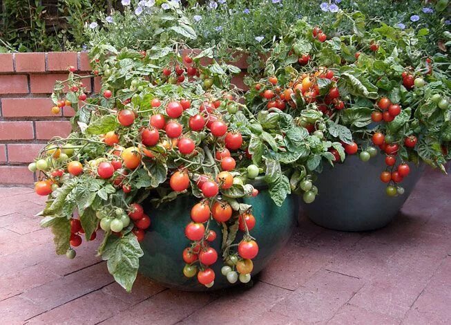 Помидоры низкорослые сорта фото The Secret to Container Vegetable Gardening Vegetable garden planner, Indoor veg