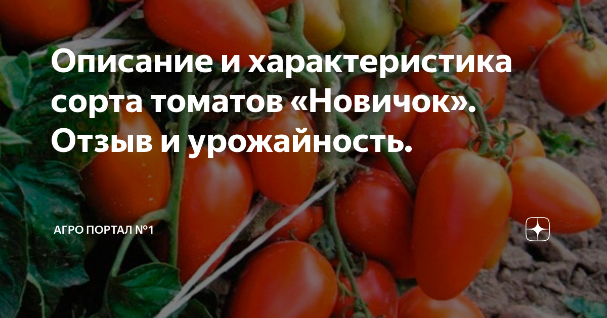 Помидоры новичок описание сорта фото Описание и характеристика сорта томатов "Новичок". Отзыв и урожайность. https://