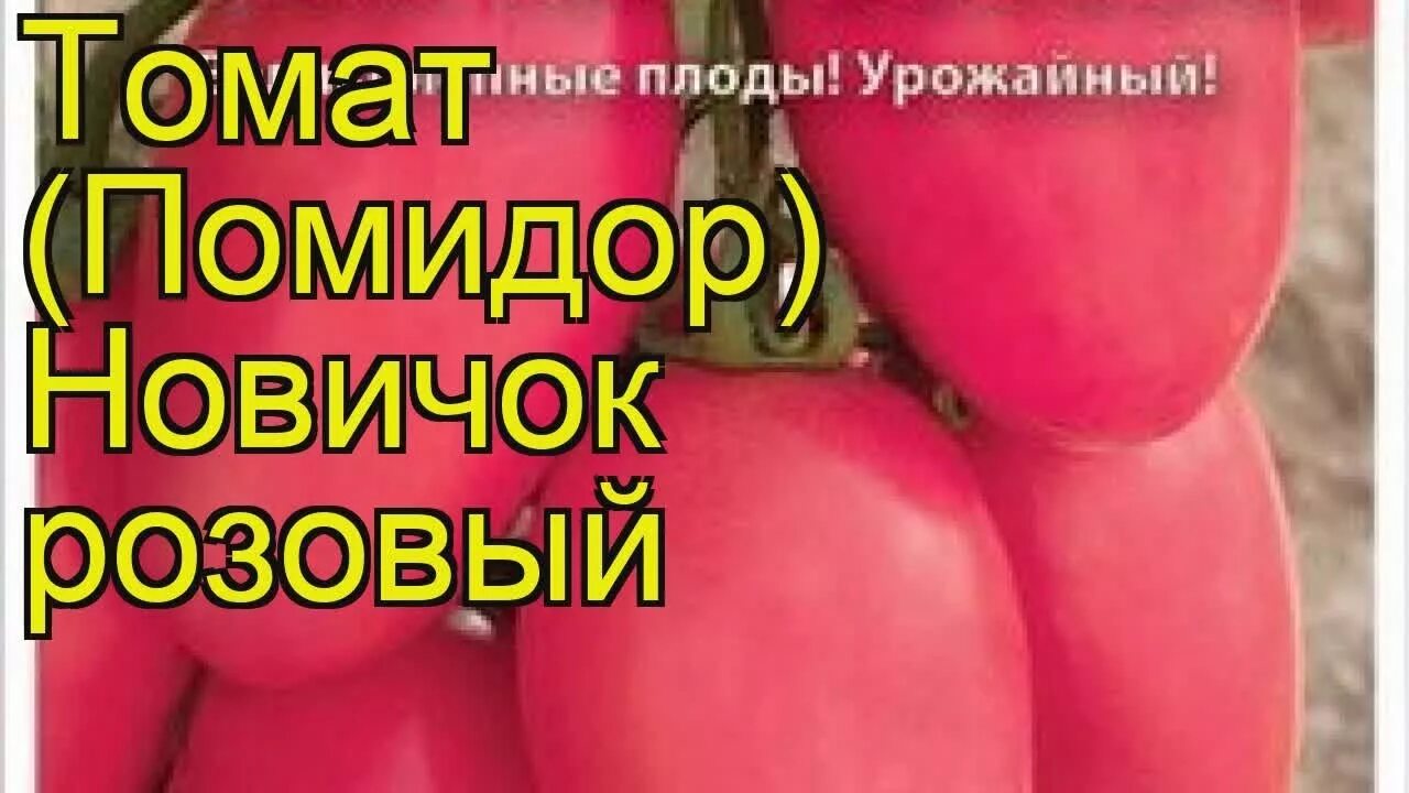 Помидоры новичок розовый фото Томат Новичок розовый. Краткий обзор, описание характеристик, где купить семена 