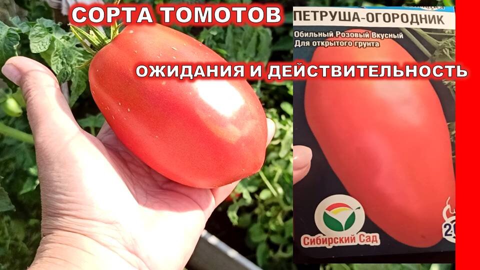 Помидоры огородник описание сорта фото отзывы Томаты петруша огородник описание сорта фото отзывы