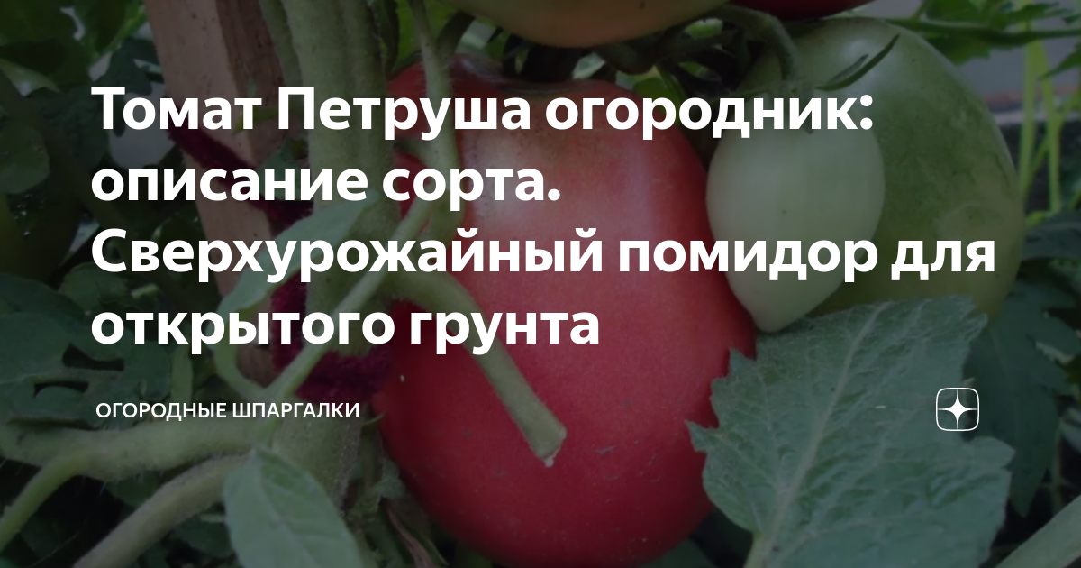 Помидоры огородник отзывы фото Томат Петруша огородник: описание сорта. Сверхурожайный помидор для открытого гр