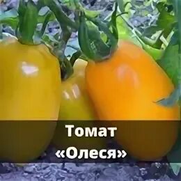 Помидоры олеся фото ВКУСНЫЕ, АРОМАТНЫЕ ЖЕЛТЫЕ ТОМАТЫ Огромный выбор золотых томатов на любой вкус. И