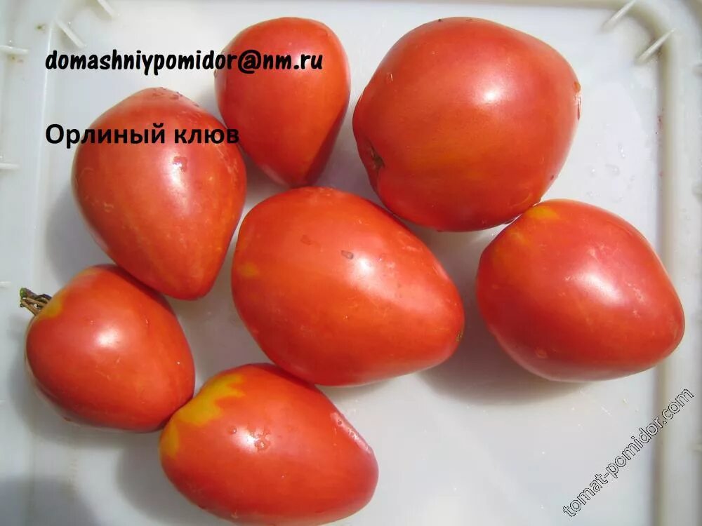 Помидоры орлиный клюв фото Орлиный клюв - Альбомы - tomat-pomidor.com