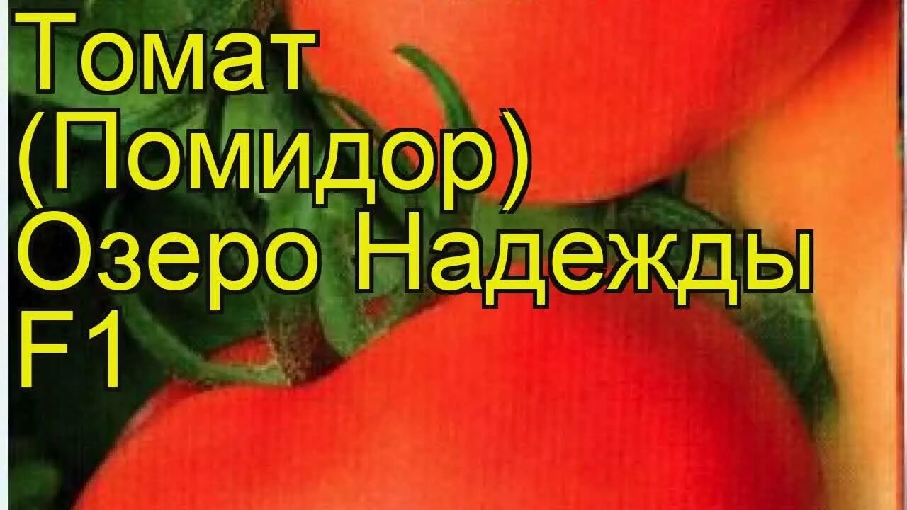 Помидоры озеро надежды описание сорта фото отзывы Томат обыкновенный Озеро Надежды Ф1. Краткий обзор, описание характеристик, где 