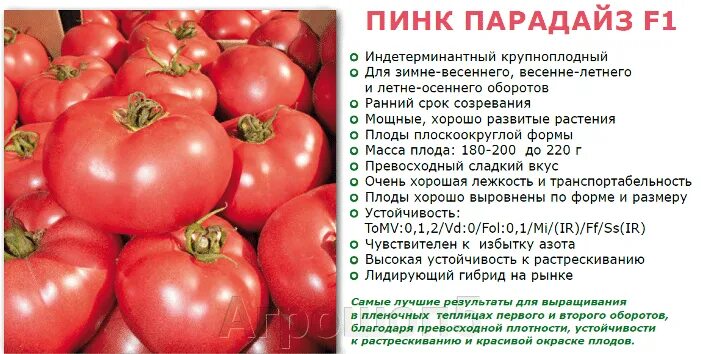 Помидоры парадайз фото и описание и отзывы 109 руб. Томат Пинк Парадайз F1. 5 семян. Sakata. Индетерминантный ранний розово
