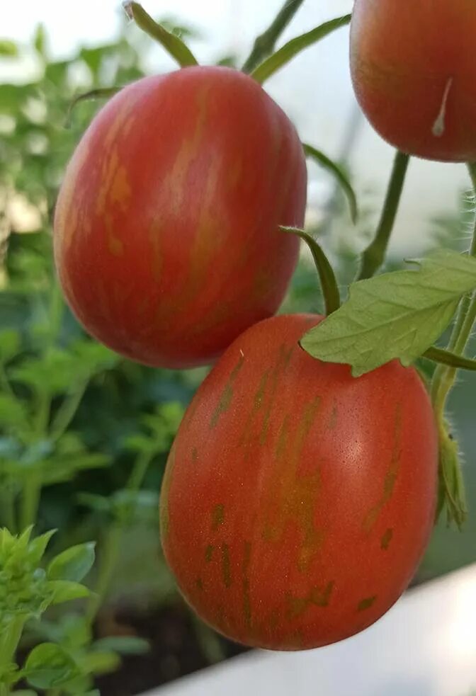 Помидоры пасхальное яйцо отзывы фото Томат Пасхальное яйцо: описание сорта, как выращивать с фото