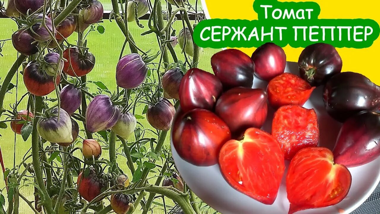 Помидоры пеппер описание сорта фото отзывы Томат Сержант Пеппер ( tomato Sgt. Pepper - delicious vintage ) вкусный урожайны