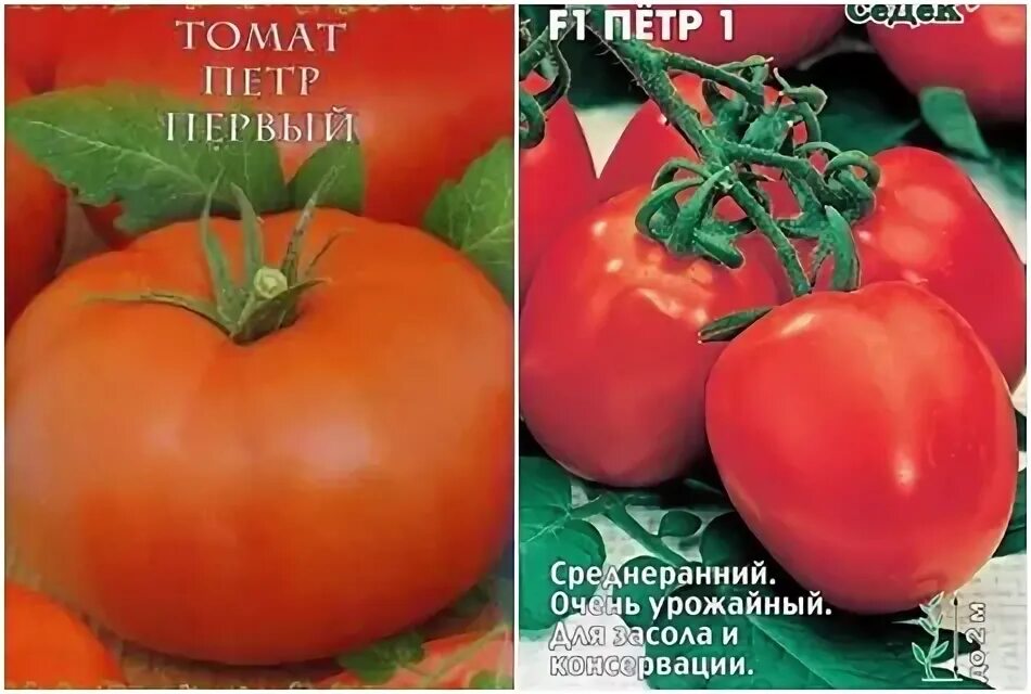 Помидоры петр 1 фото ✅ Tomato Peter the First: characteristics and description of the variety, yield 