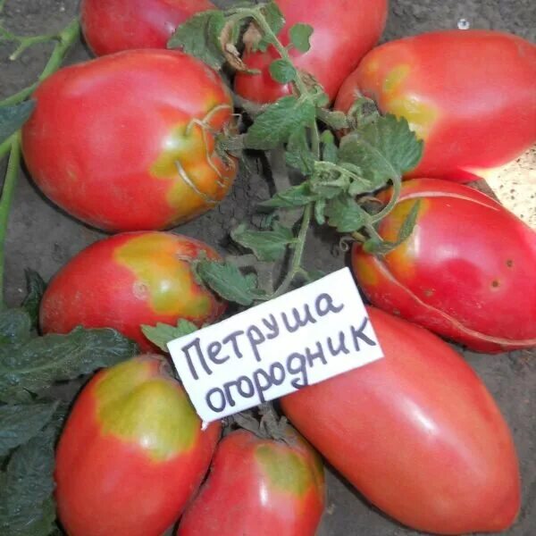 Помидоры петруша огородник фото отзывы 7 лучших сортов томатов для открытого грунта согласно отзывам подписчиков в Дзен