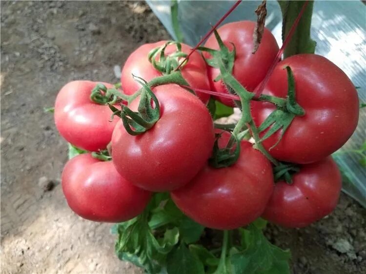 Помидоры пинк фото Pink Dini indeterminate round tomato seeds with early maturity, View indetermina