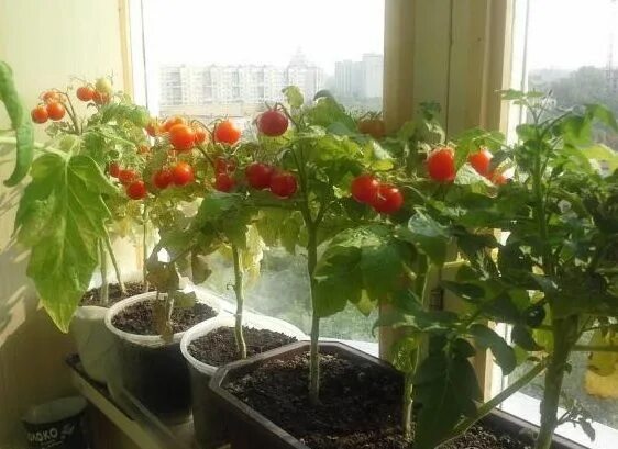 Помидоры пиноккио фото Выраимвание Пиноккио на окне Plants, Garden