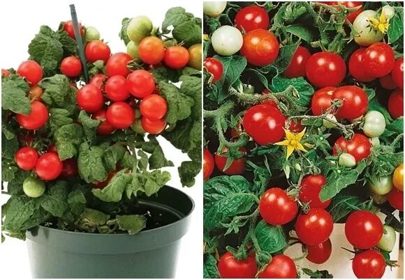 Помидоры пиноккио фото ✅ Pinocchio tomato: characteristics and description of the variety, cultivation 