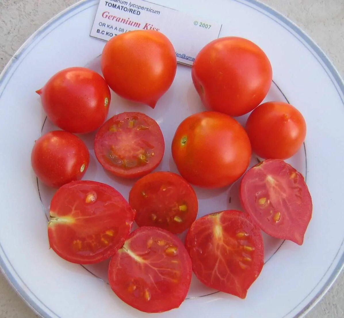 Помидоры поцелуй фото и описание Geranium Kiss tomato Tomato, Geraniums, Eggplant