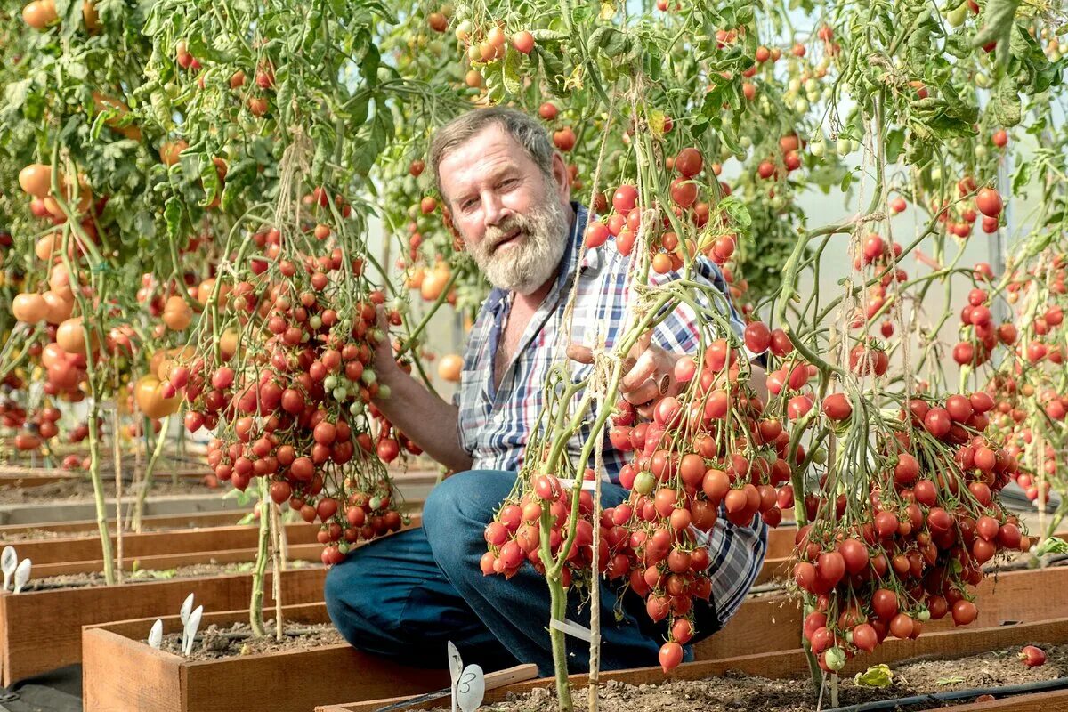 Помидоры поцелуй герани отзывы фото ❤ ТОМАТ ПОЦЕЛУЙ ❤ Семена Партнер Дзен