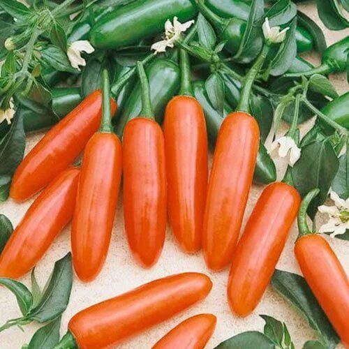 Помидоры пуля фото 30 Seeds, Hot Pepper "Serrano Chili" (Capsicum annuum) Seeds By Seed Needs - htt