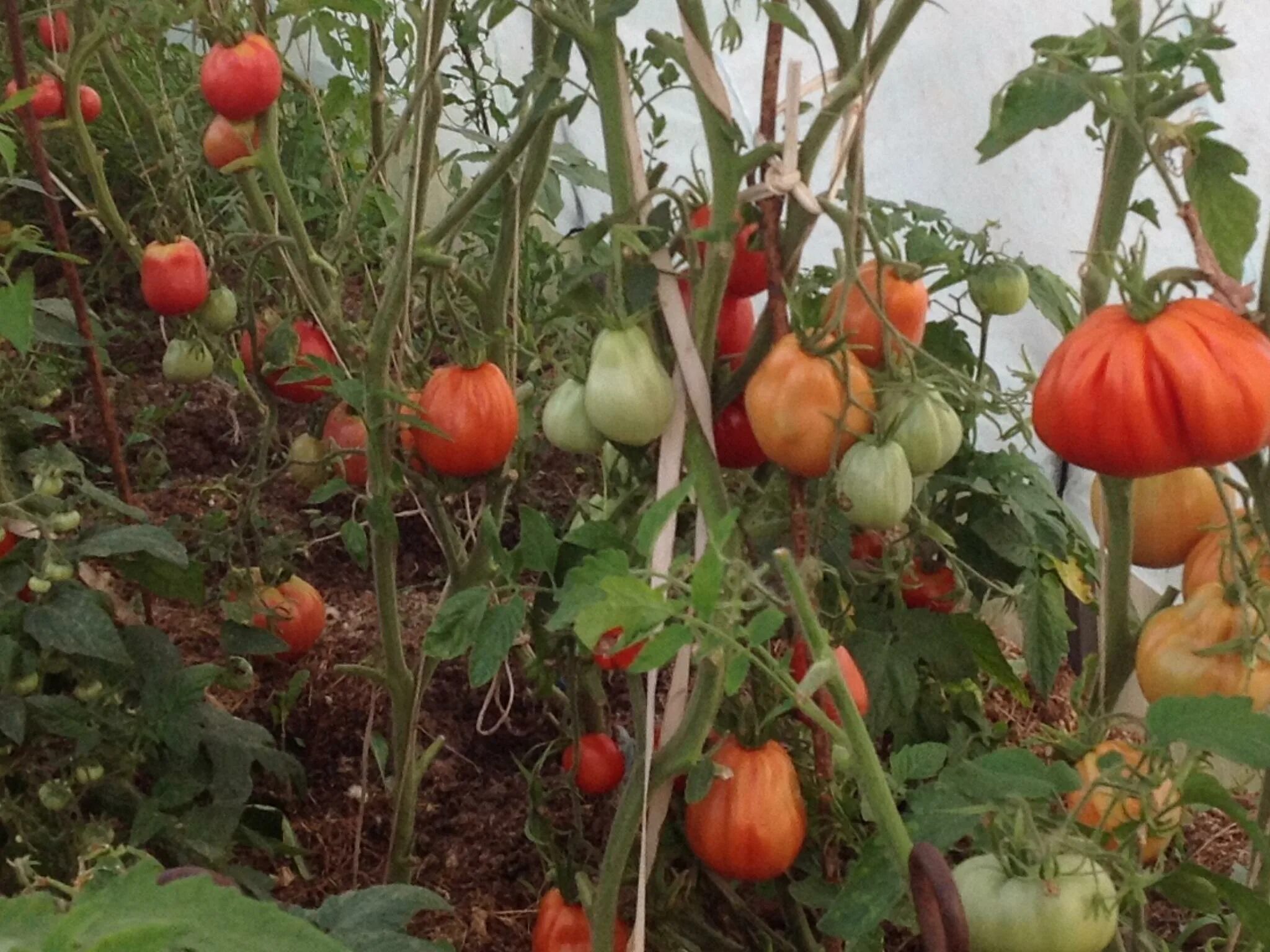 Помидоры пузата хата фото Томат Пузата хата: отзывы, фото, описание, характеристика сорта