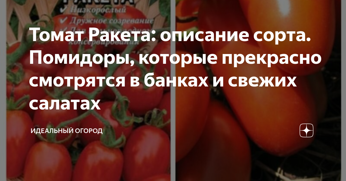 Помидоры ракета описание сорта фото отзывы Томат Ракета: описание сорта. Помидоры, которые прекрасно смотрятся в банках и с