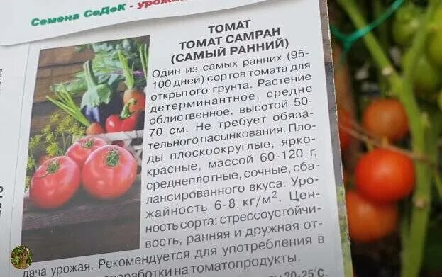 Помидоры ранние описание сорта фото отзывы Томат самран отзывы - CormanStroy.ru