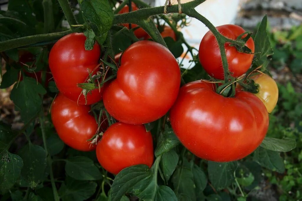 Помидоры ранние сорта отзывы фото early girl tomatoes Early girl tomato, Growing vegetables, Tomato