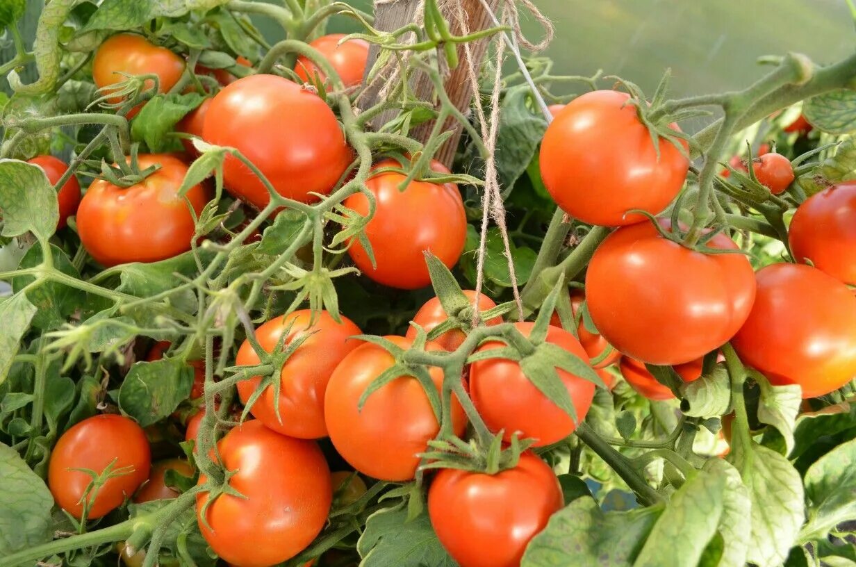 Помидоры ранние сорта отзывы фото Подкормка томатов Tomato, Garden decor, Garden