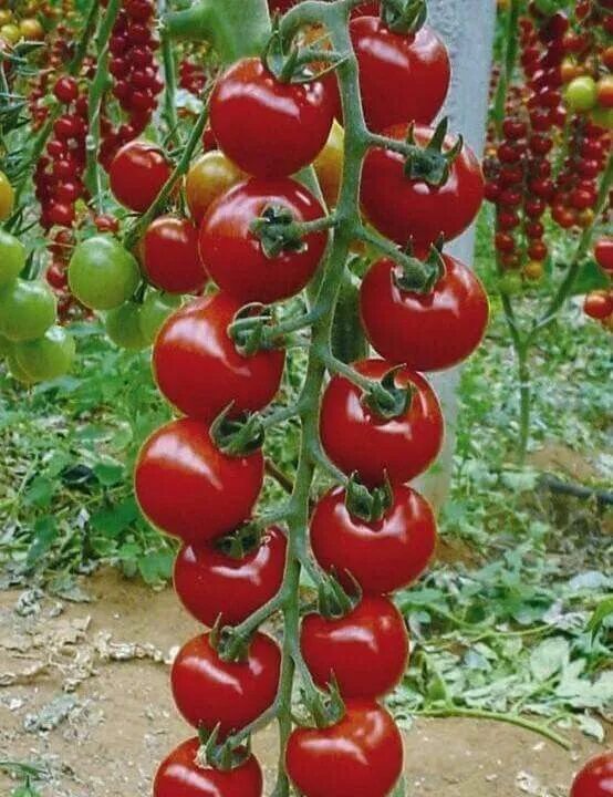 Помидоры рапунцель фото Tomato - Check more at https://tomaten.vasepin.site/tomato/ Tomato garden, Backy