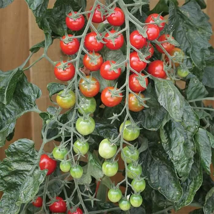 Помидоры рапунцель фото Rapunzel Hybrid Tomato seeds for sale from Totally Tomatoes. Rapunzel tomato, Gr