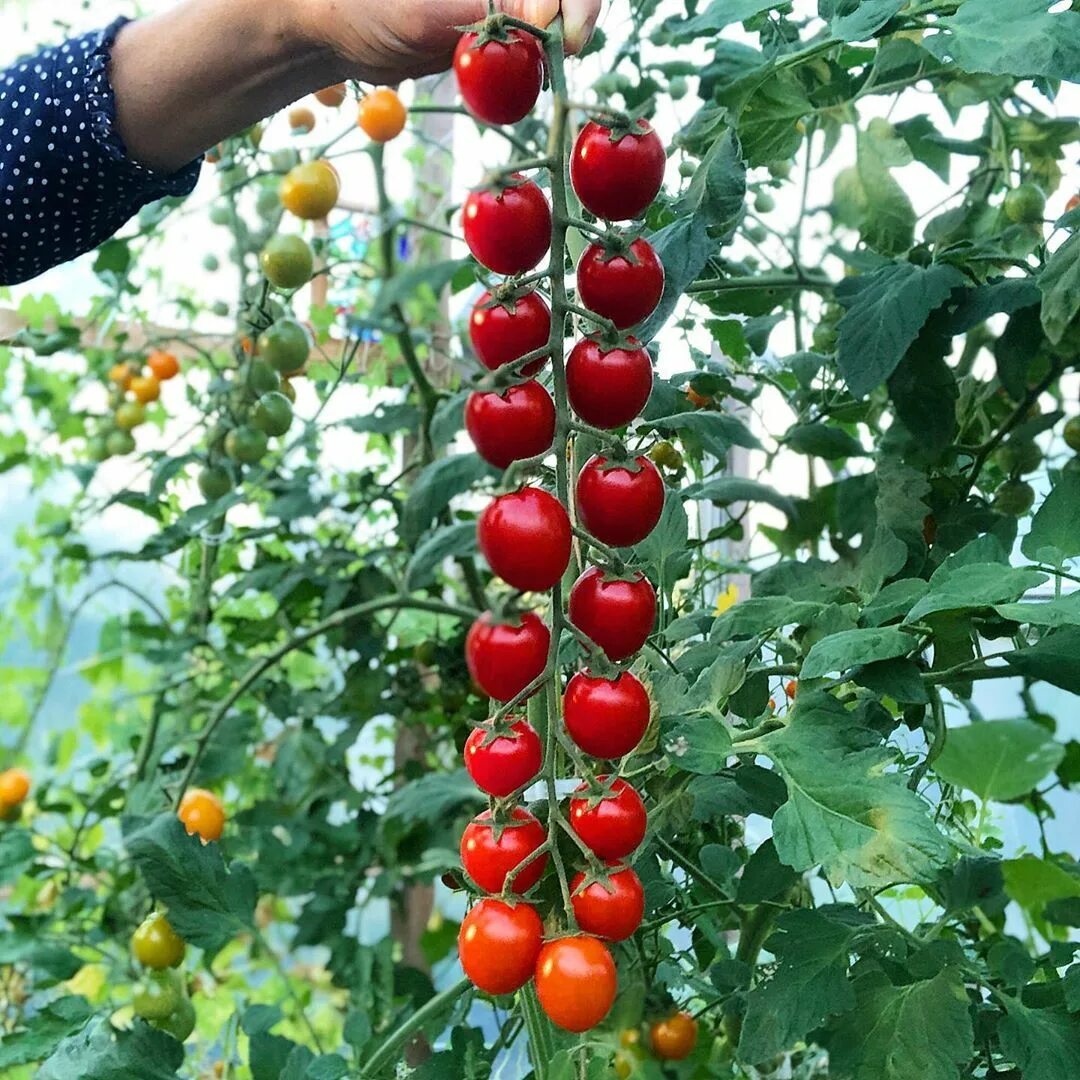 Помидоры рапунцель фото Niki Jabbour on Instagram: "I have been waiting to harvest this perfect chain of