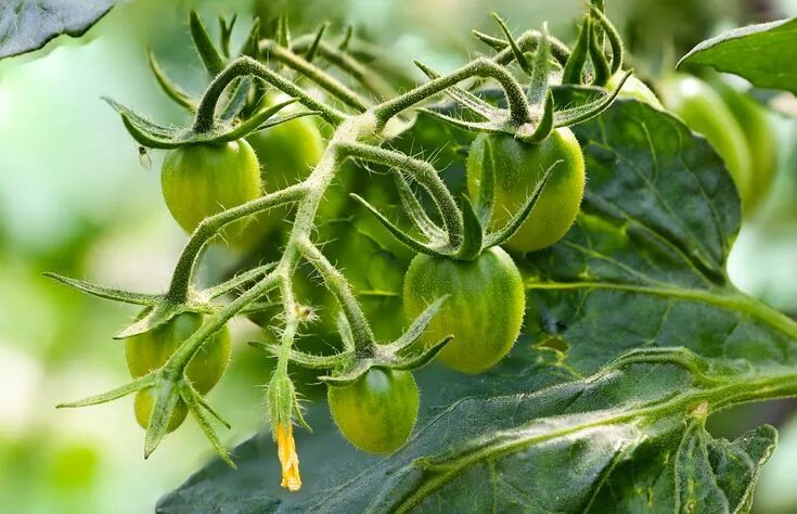 Помидоры растения фото How to grow tomatoes from seeds Выращивание помидоров, Огород с помидорами, Раст