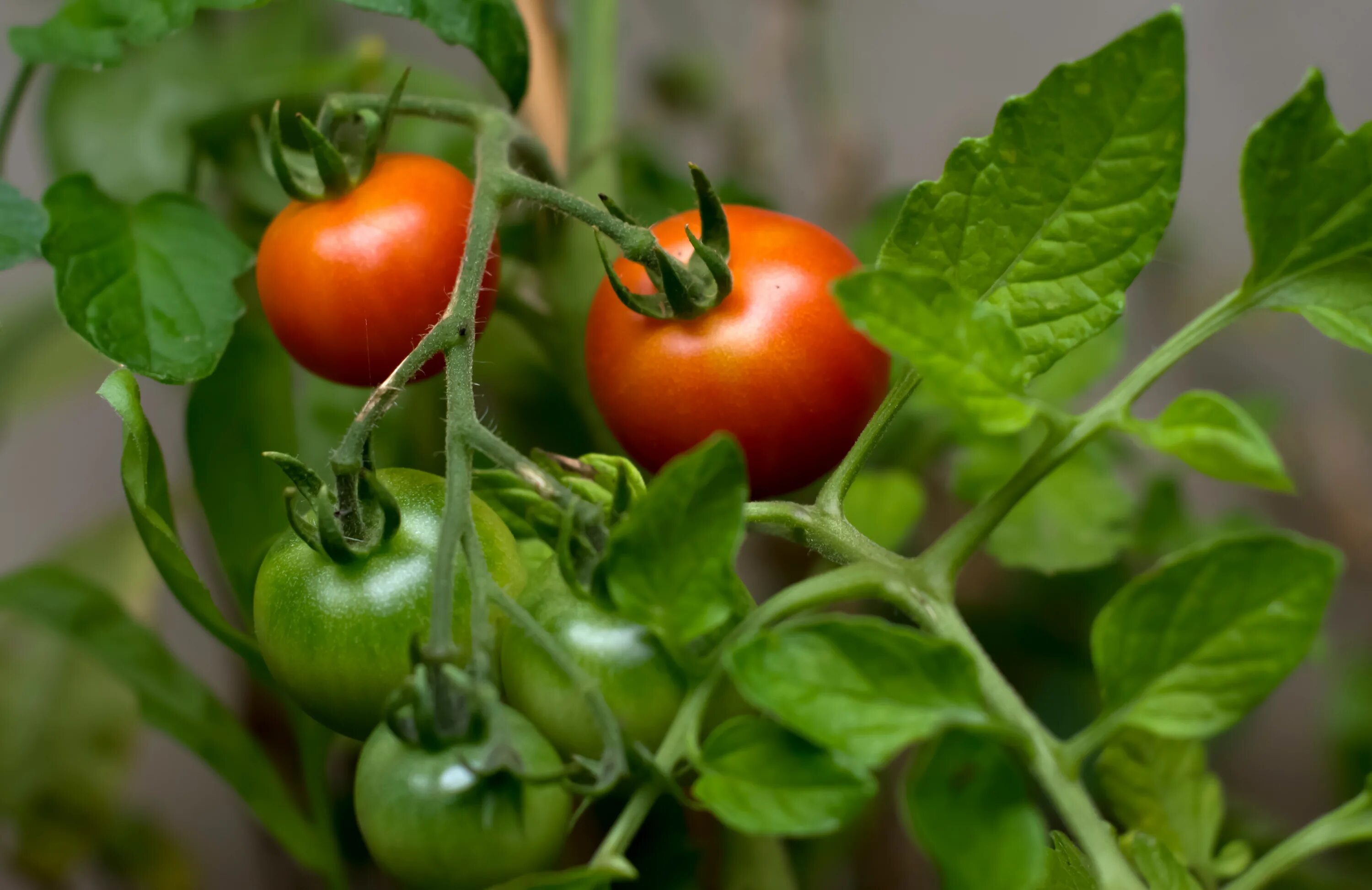 Помидоры растения фото Free Images : fruit, food, produce, vegetable, peppers, flowering plant, land pl