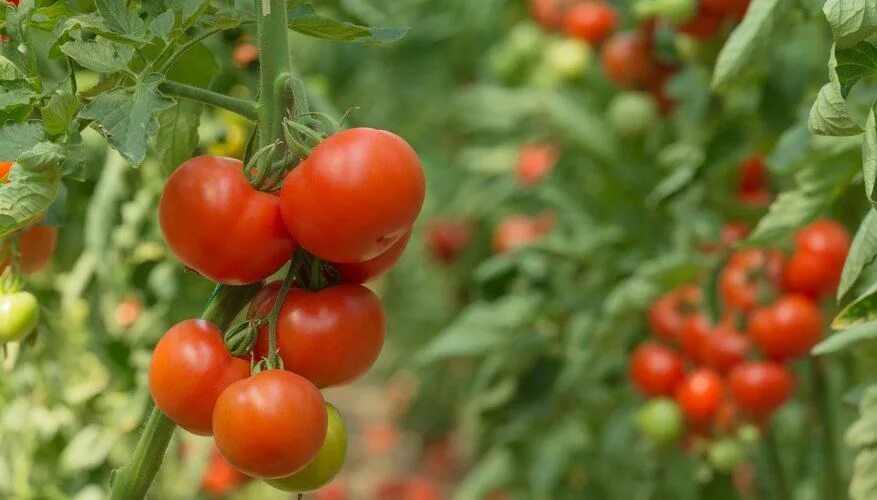 Помидоры растения фото Will Tomatoes Grow From Last Year's Plant? Coffee grounds for plants, Tomato pla