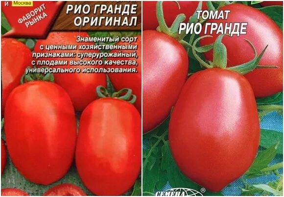 Помидоры рио гранде фото отзывы Традиционный Вкус: Томат Пелагея Зеленый рай Фотогалерея природы на dia-logika.r