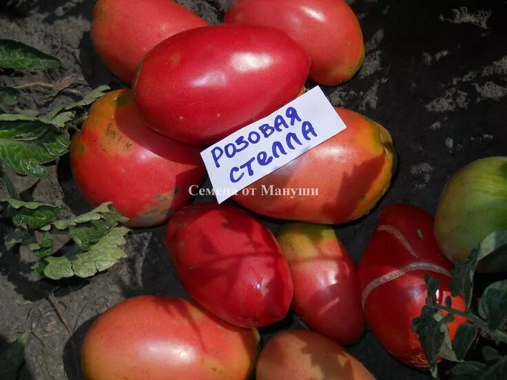 Помидоры розовая стелла описание сорта фото томат Розовая стелла Vegetables, Fruit, Tomato