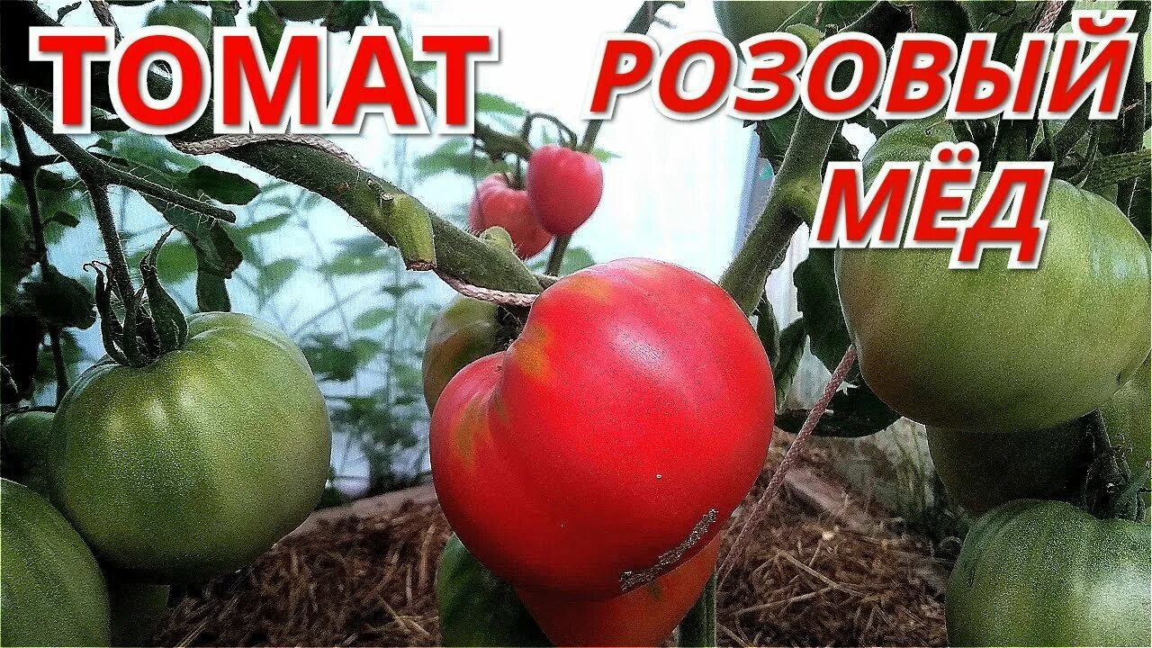 Помидоры розовый мед отзывы фото Томат РОЗОВЫЙ МЁД. Много больших и вкусных плодов.Крупноплодный сибирский сорт. 