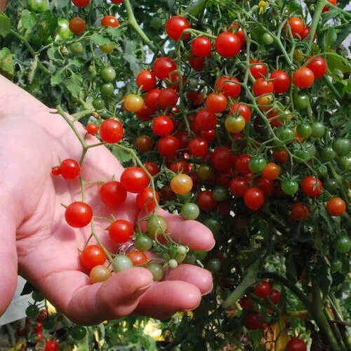 Помидоры рыбка фото ORGANIC TOMATO CURRANT RED 75 FINEST SEEDS eBay