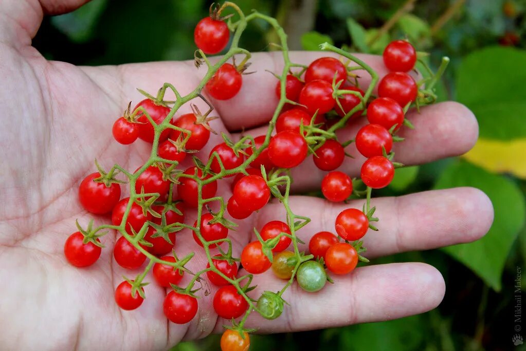 Помидоры рыбка фото Tomato, Lycopersicon pimpinellifolium 'Sweet Pea Currant' . Flickr