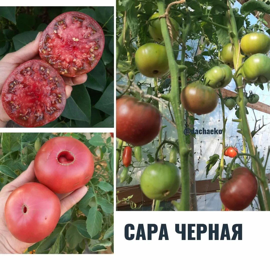 Помидоры сара фото Купить семена помидора Сара Черная