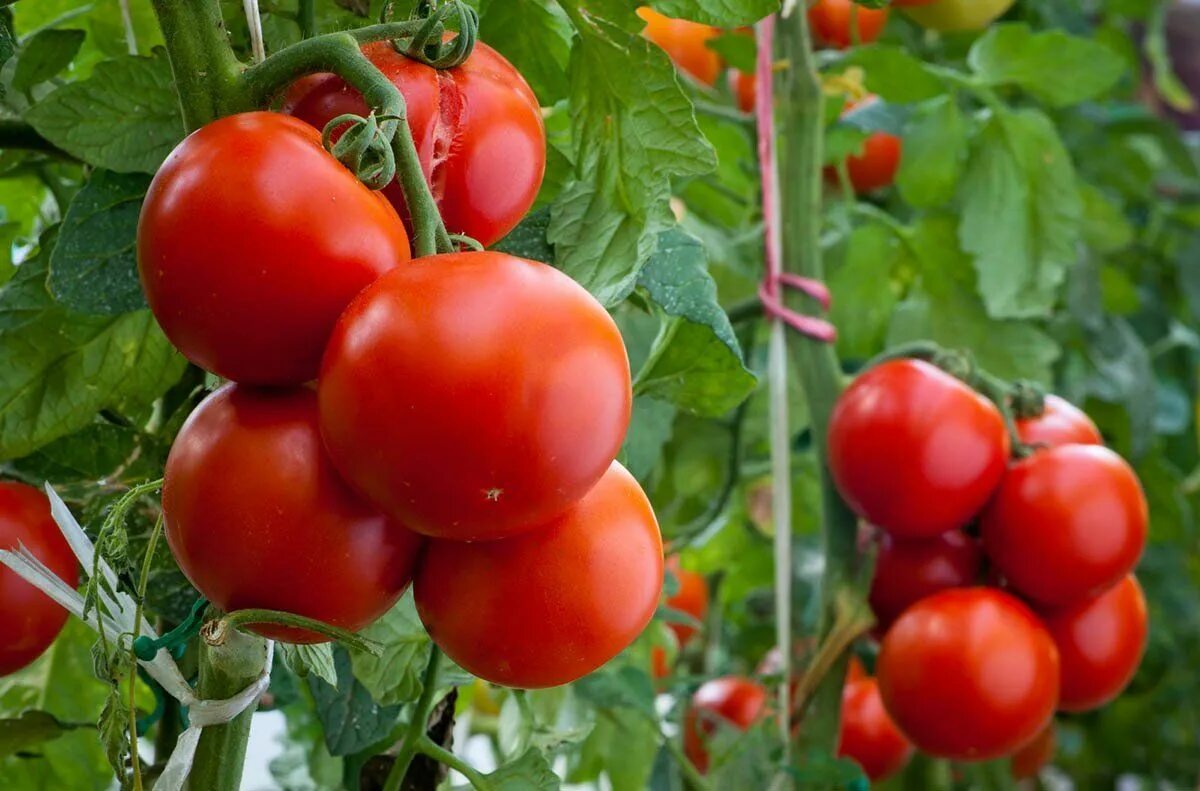 Помидоры сайт фото Solved! How to Overcome 11 Common Tomato Plant Problems Plantas de tomate, Sembr