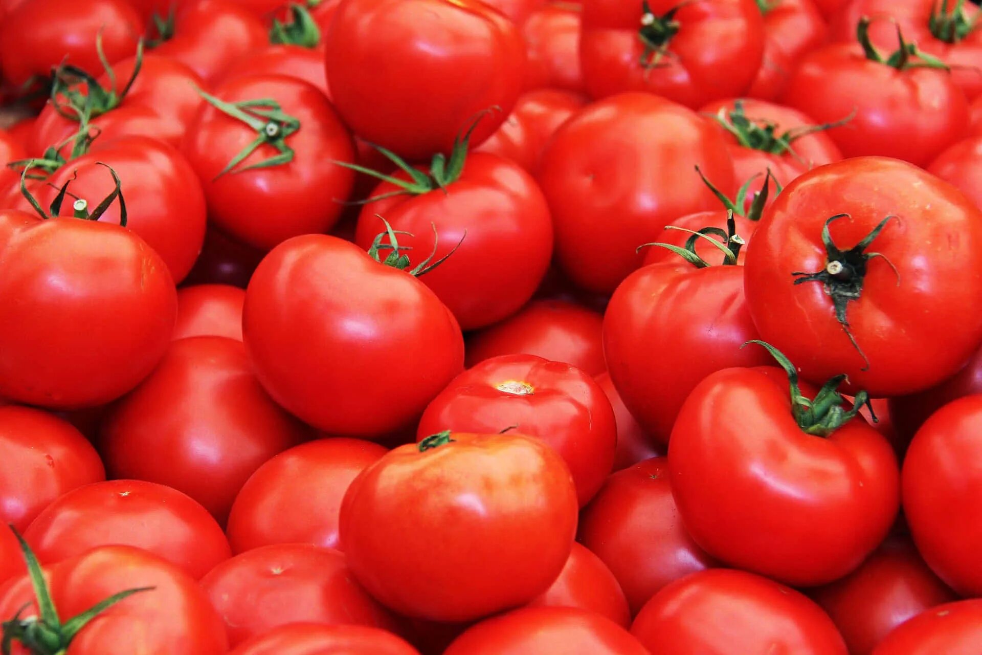 Помидоры сайт фото Download A juicy and ripe tomato grown in a home garden. Wallpapers.com